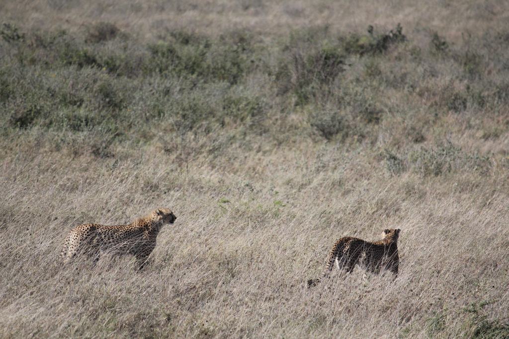 el serengueti en safari en tanzania el serengueti en un safari en tanzania