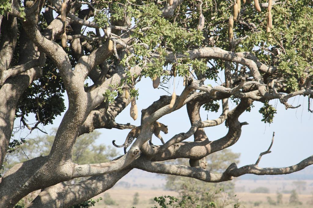 el serengueti en safari en tanzania el serengueti en un safari en tanzania