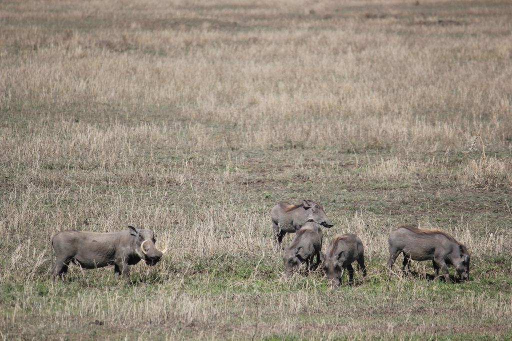 el serengueti en safari en tanzania el serengueti en un safari en tanzania