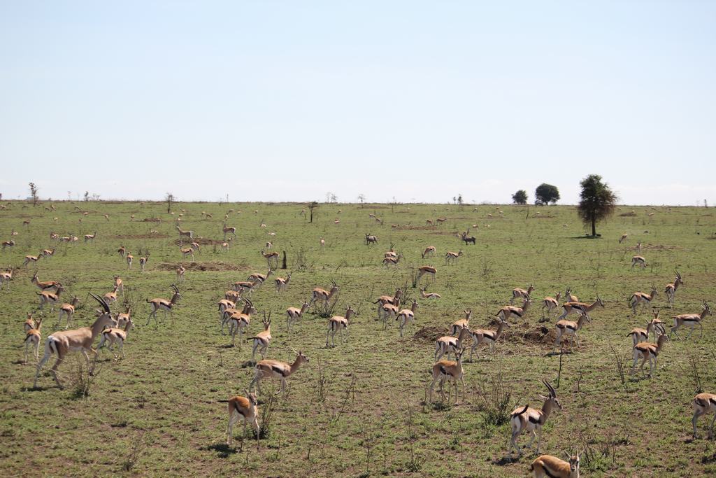 el serengueti en safari en tanzania el serengueti en un safari en tanzania