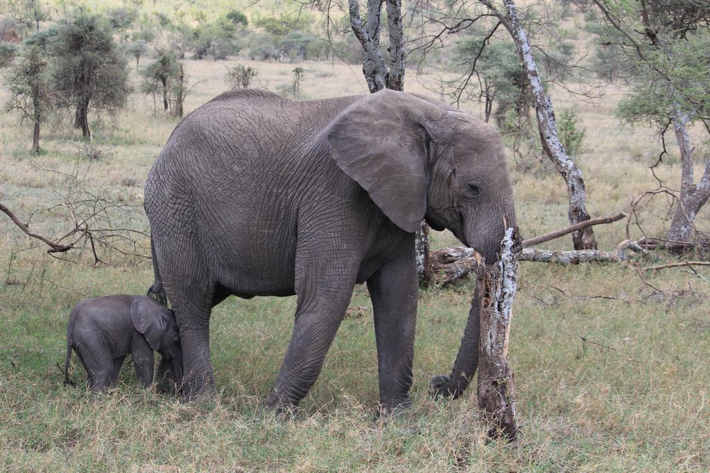 el serengueti en safari en tanzania el serengueti en un safari en tanzania