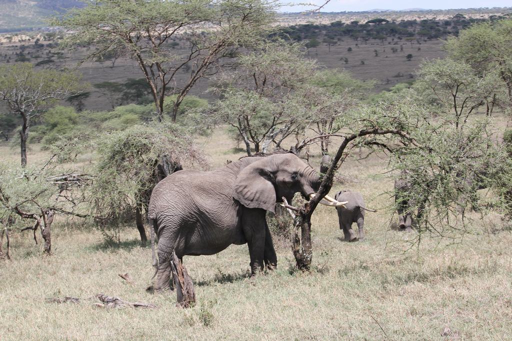 el serengueti en safari en tanzania el serengueti en un safari en tanzania