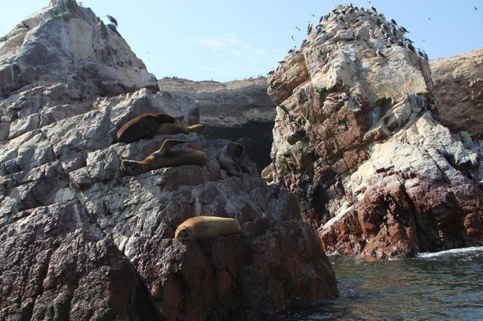 Manadas de leones marinos en las rocas