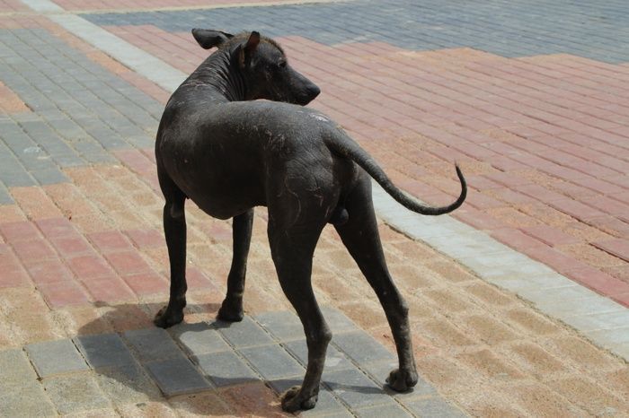Perro peruano que nos cruzamos mientras buscamos un restaurante donde cenar