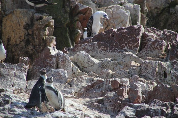 Pingüinos en las Islas Ballestas