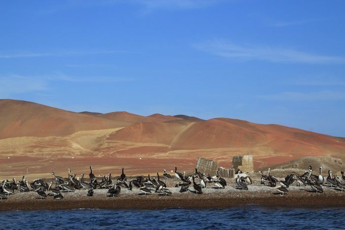 Primeras vistas de fauna acercándonos al Candelabro