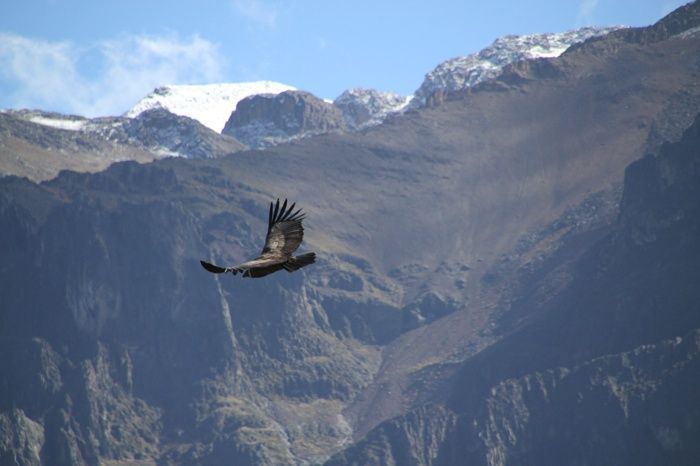 Impresionantes imágenes en Cruz del Cóndor