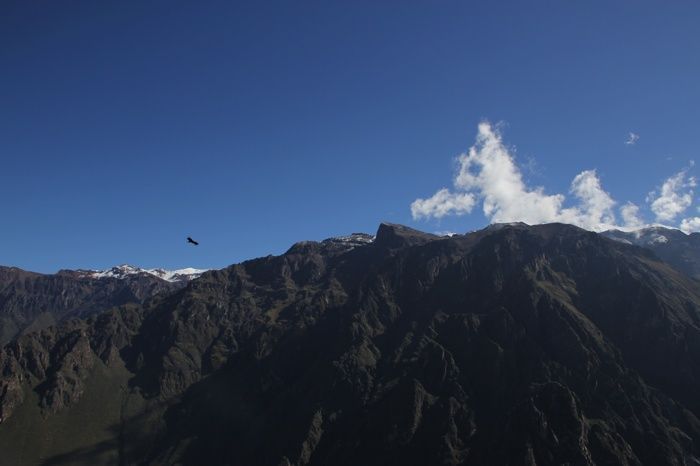 Cóndor sobrevolando el Cañón del Colca
