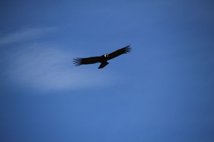 Cóndor planeando sobre el Valle del Colca