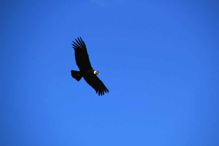 El vuelo del cóndor...