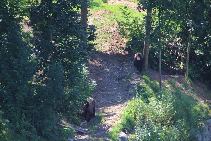 Parque que han habilitado para los osos al lado del foso