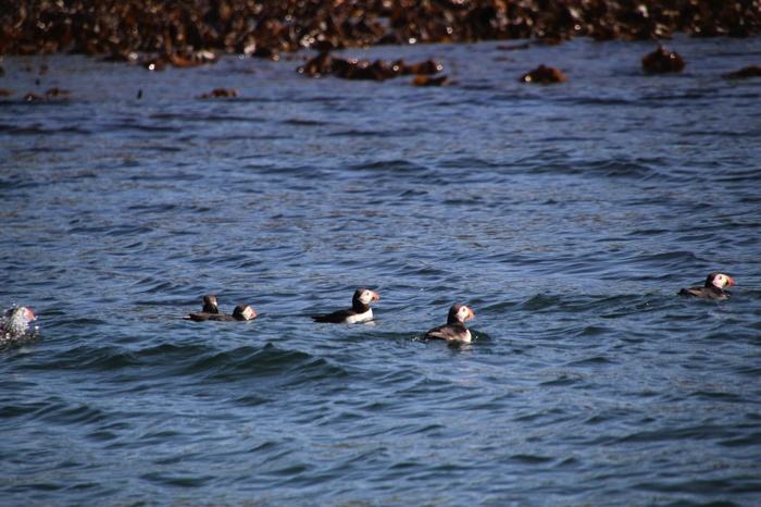 Puffins en Islandia