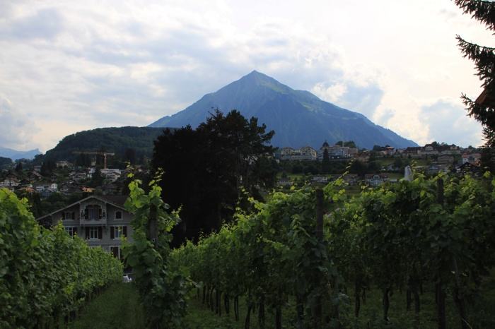 Viñedos en los alrededores del Castillo de Spiez