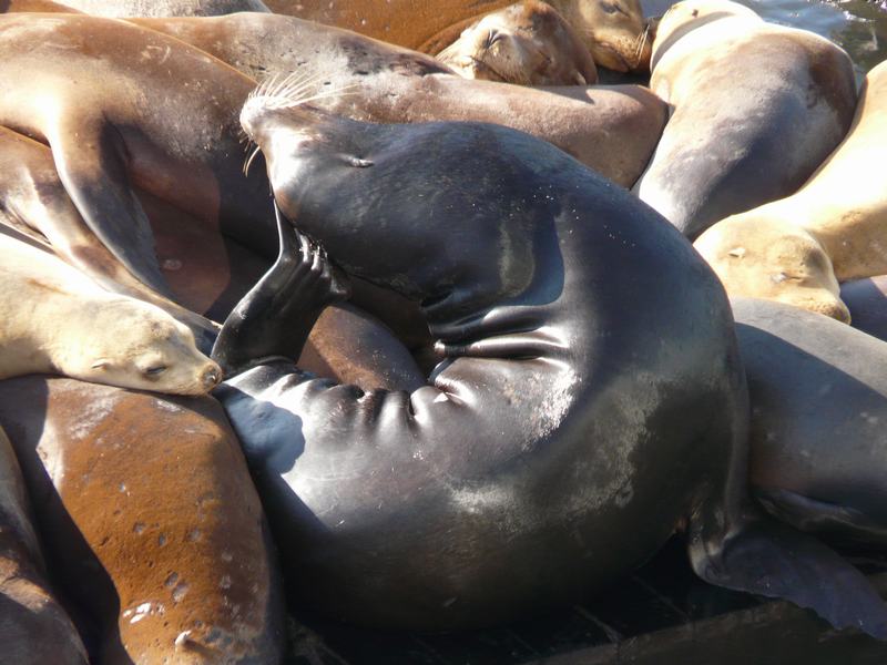 Pier 39 en Fisherman's Wharf