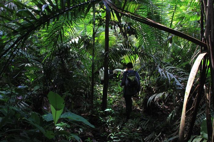 Caminata a pie por la selva
