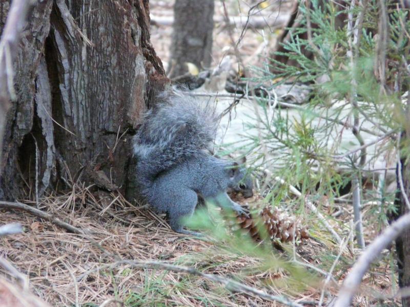 Esquirol en Sequoia