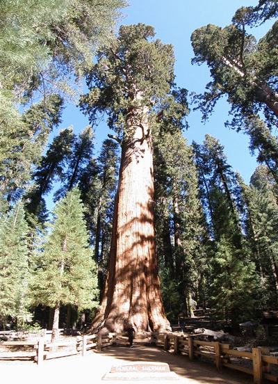 General Sherman en Sequoia
