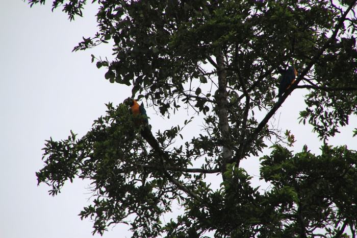 Guacamayo