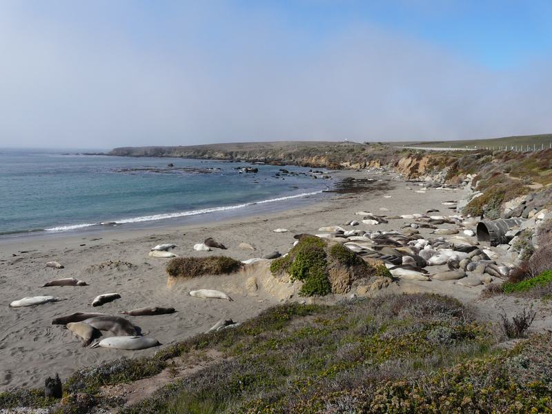 Lobos marinos en el Big Sur
