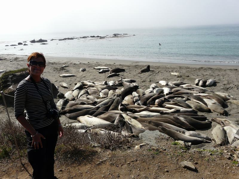 Playa llena de lobos marinos
