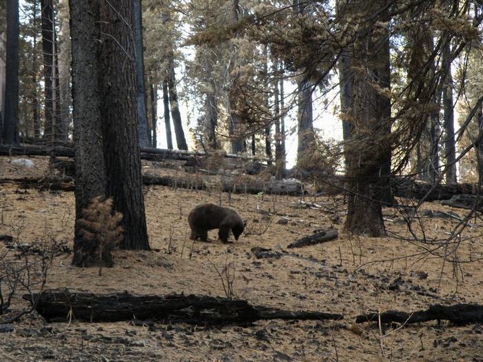 Oso en Yosemite
