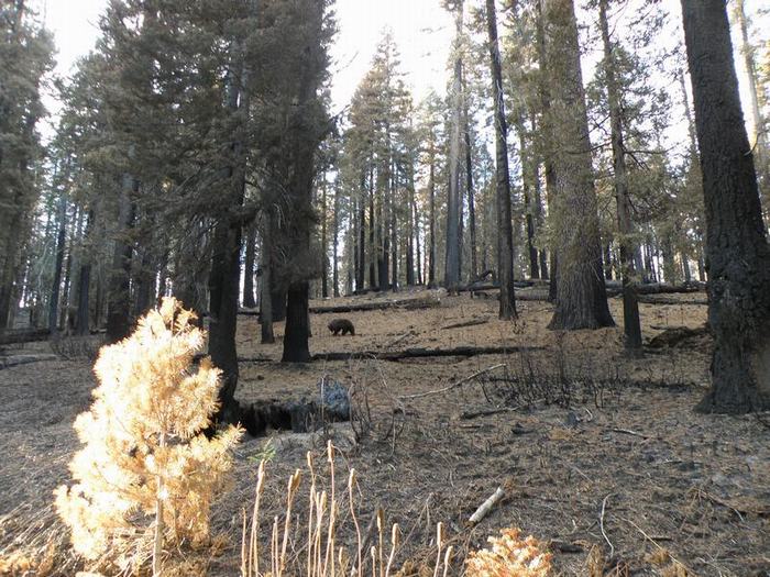 Oso en Yosemite