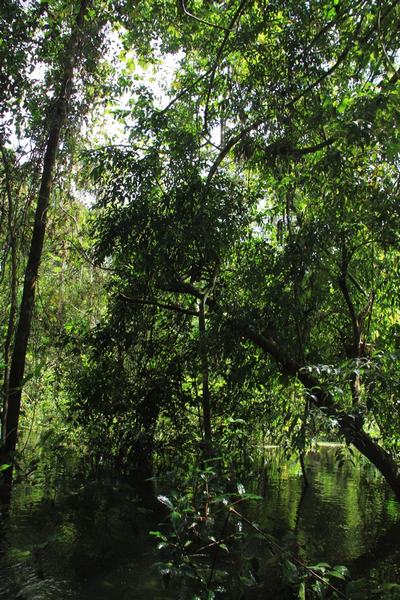 Adentrándonos en la selva del Amazonas peruano