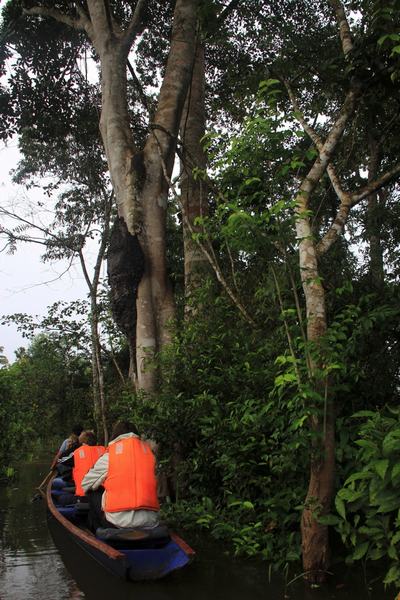 Panal de abejas en el Amazonas