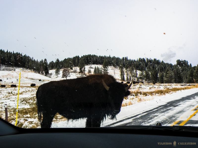 Bisonte en el parque de Yellowstone