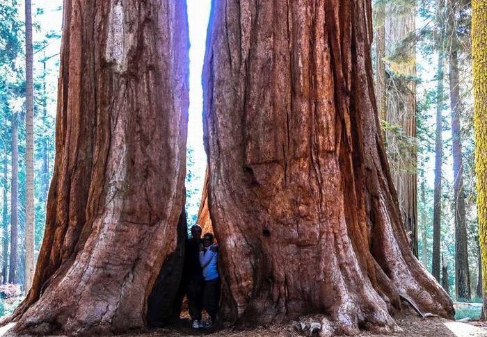 Parque Nacional Sequoia