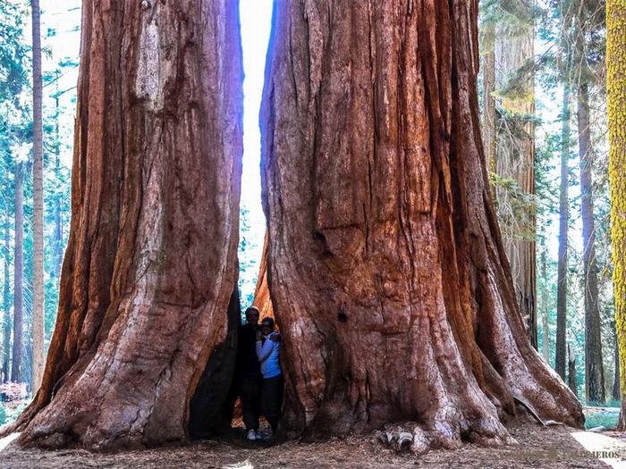 Parque Nacional Sequoia