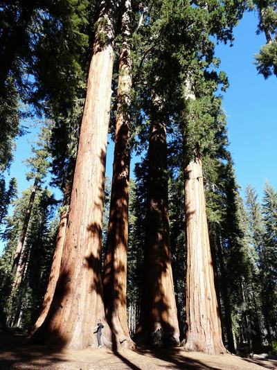 Parque Nacional Sequoia