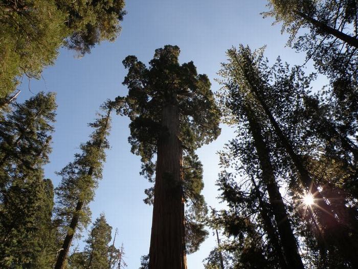 Parque Nacional Sequoia