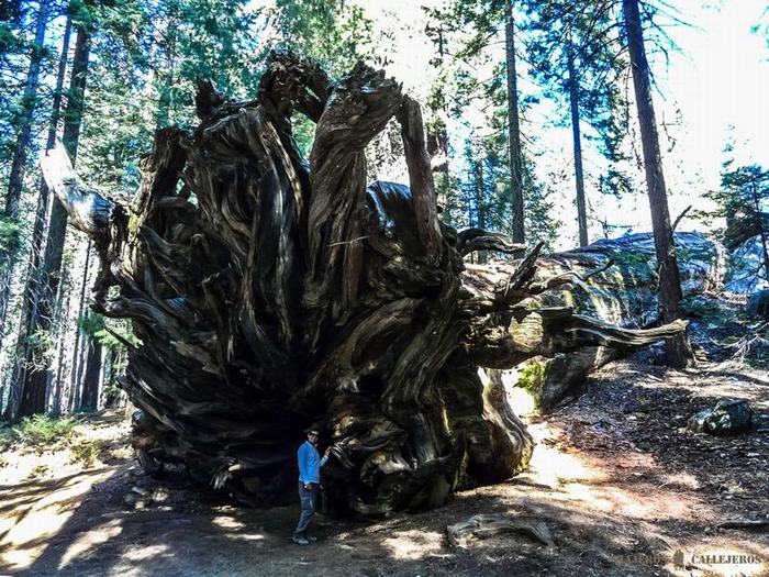 Parque Nacional Sequoia