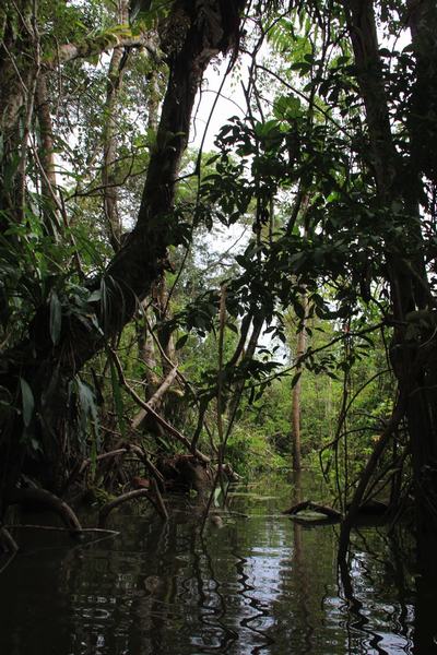 Paseando en canoa por la selva del Amazonas