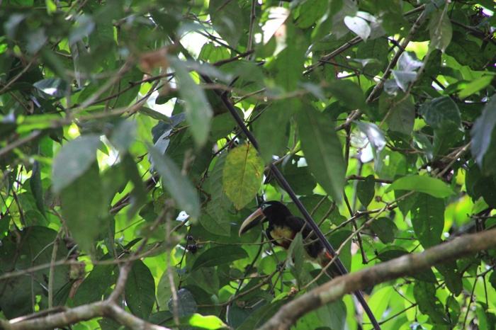 Tucán en la selva