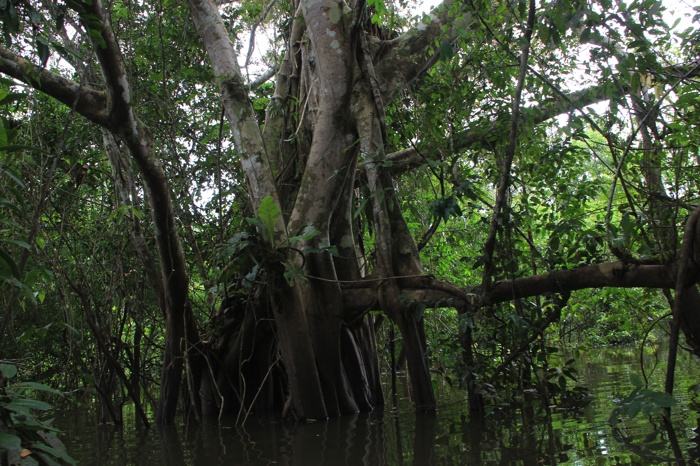Adentrándonos en canoa en la selva amazónica