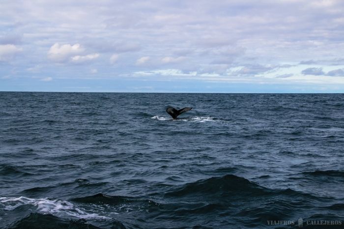 Avistamiento de ballenas en Húsavík