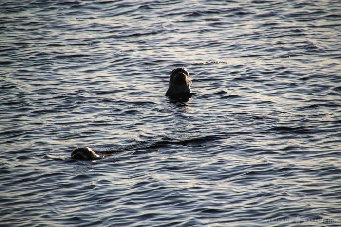 Focas en Islandia