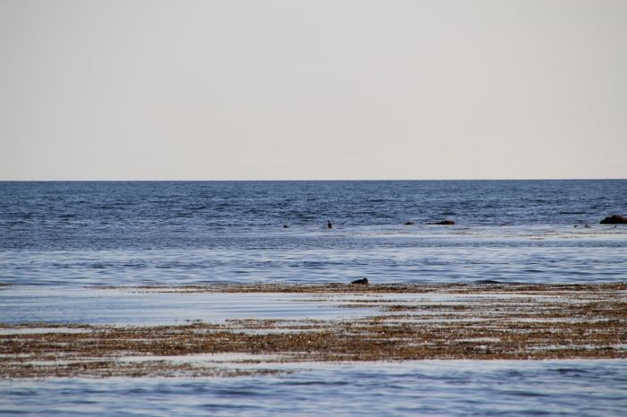 Una foca en Ytri-Tunga, en la Península de Snaefellsnes