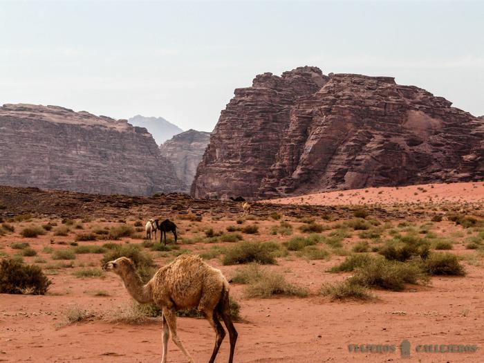 Camellos en el desierto de Wadi Rum