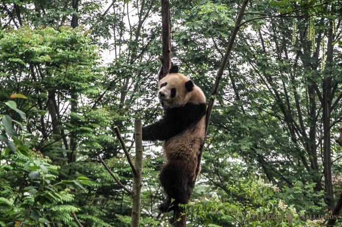 Osos panda gigante en Chengdú
