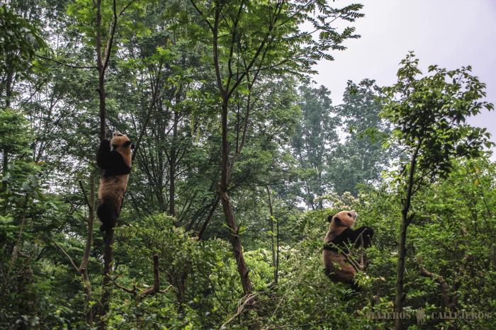 Centro de conservación de osos panda en Chengdu