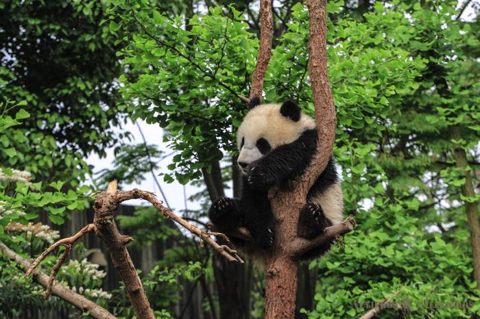 Centro de conservación de osos panda en Chengdu