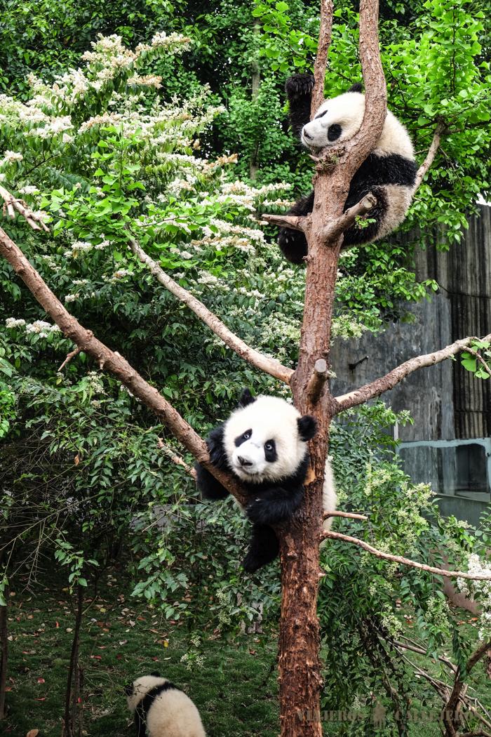 Osos panda más pequeños