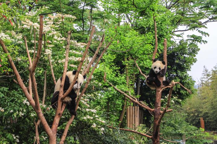 Centro de conservación de osos panda en Chengdu