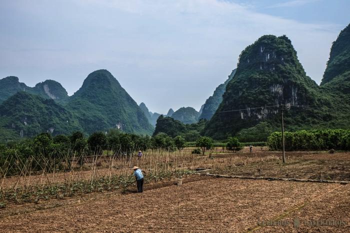 Campos en los alrededores de Yangshuo