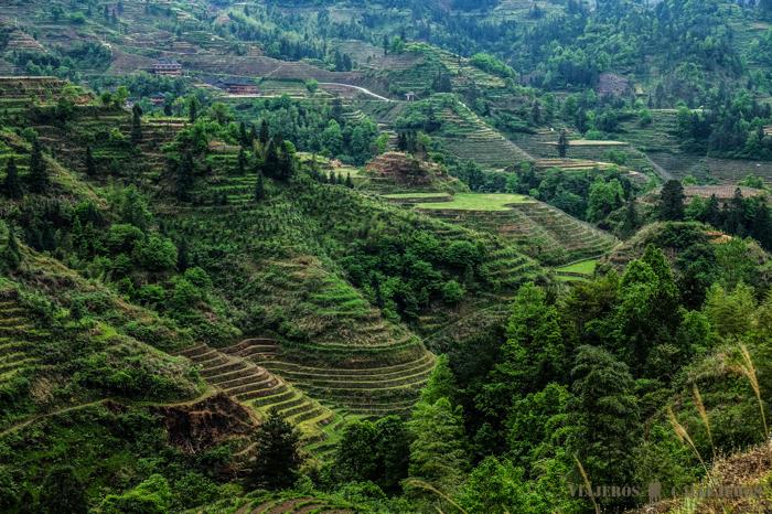 Terrazas de arroz de Longshen