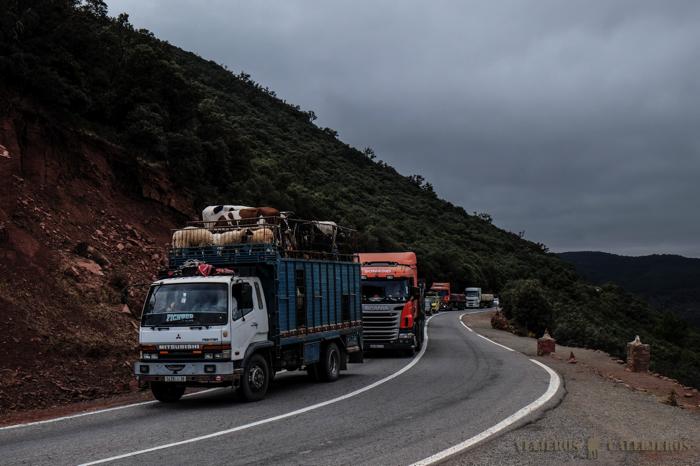 Camiones con animales que puedes cruzarte en la carretera