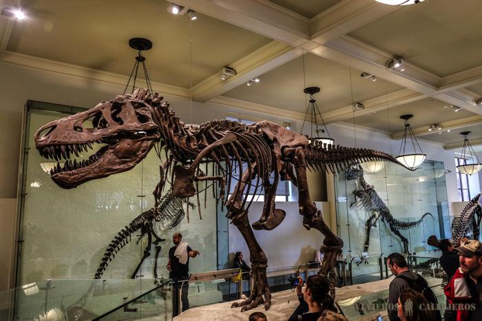 Museo de Historia Natural en Nueva York